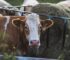 Dart Gun Cattle