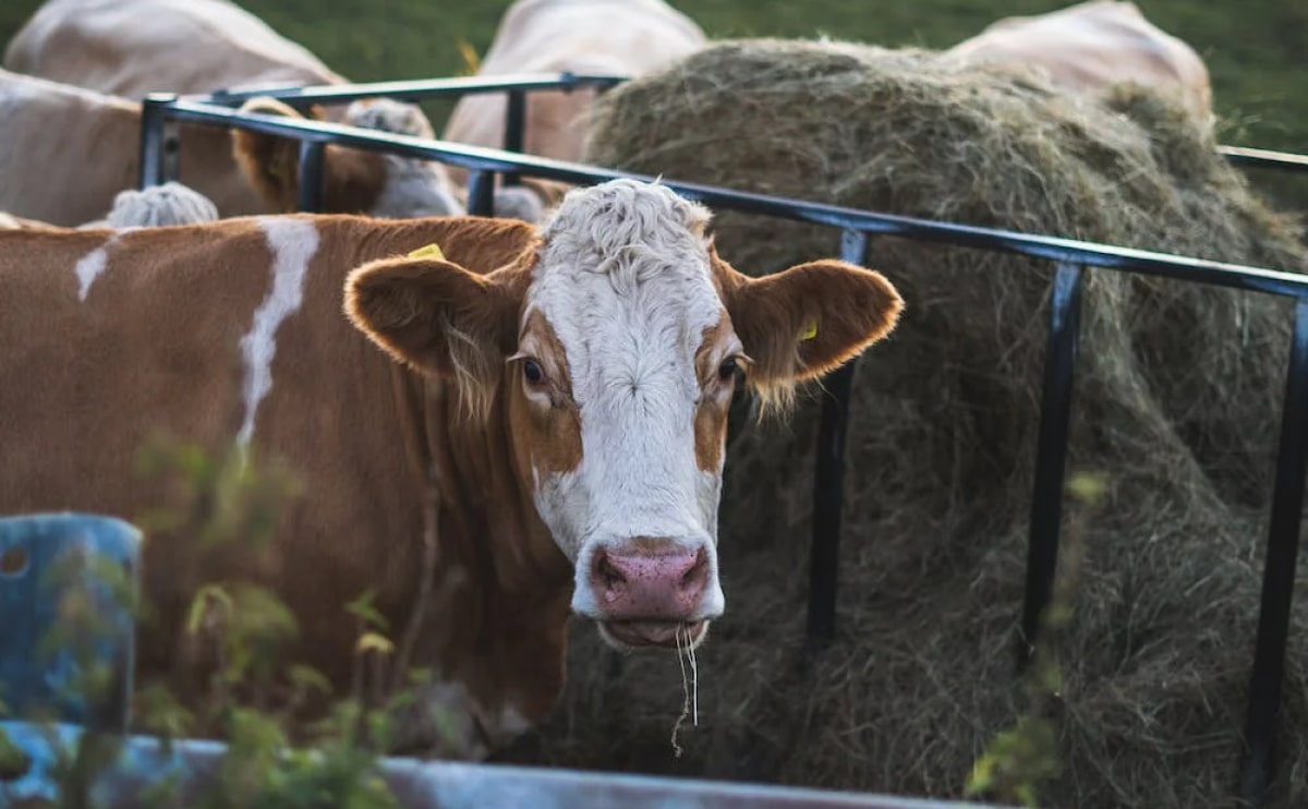 Dart Gun Cattle