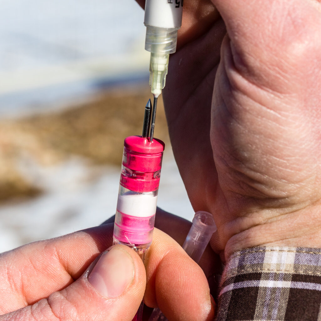 Clear Dart used for medicating animals being filled with medicine or tranquilizer using a syringe