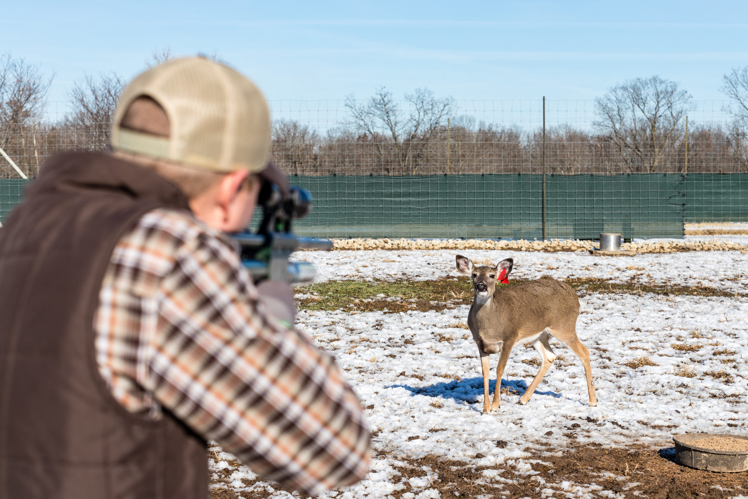 Rancher shooting tranquillizer dart at deer in the fireld