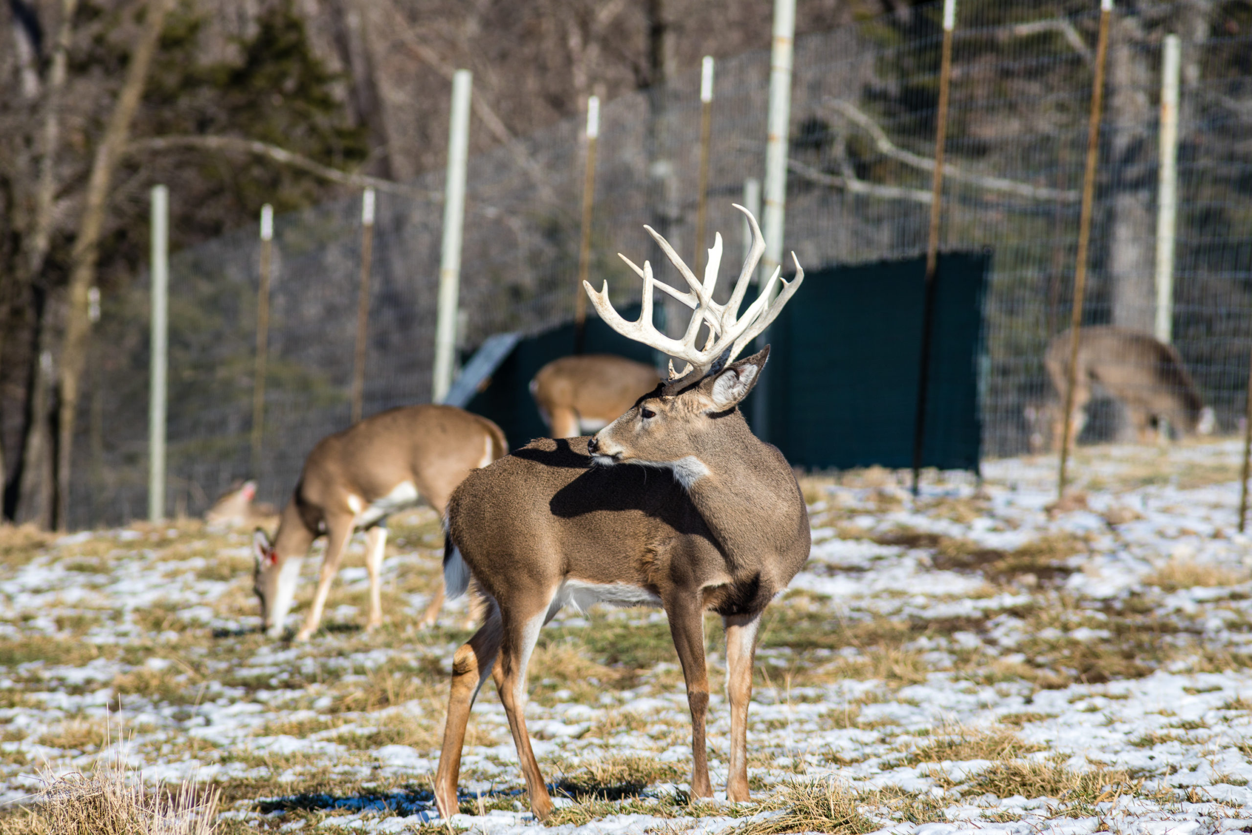 Clear Dart Deer with Rack Standing in a field