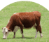 Dart Gun for Cattle
