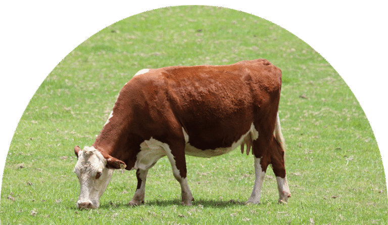 Dart Gun for Cattle